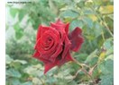 Haiku 20 : Gül