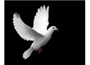 Tanrı "barış olsun" dedi..