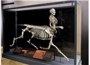 Zeytinburnu'nda bulunan Sentor İskeleti, Arkeoloji Müzesine kaldırıldı.