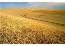Buğday fiyatı ne olabilir-2012