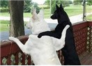 Taklalar 11: Köpek