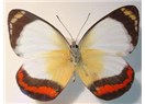 Kelebeley/lek ömürler
