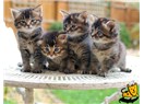 Taklalar. 22: Kedi