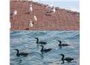 Taklalar 34: Martı