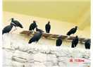 Tükeniş / haiku