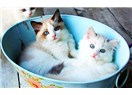 Kedi Milletinden, "Sırdaş" Olur mu?