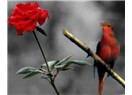 İhanet /haiku