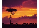 Kenya, Nairobi ve tabi ki safari