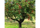 Kiraz Ağacı