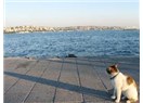 Sözüm ona, İstanbul'dayım