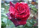 Gül Gazeli