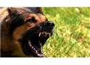 Kadınlar, önce erkeği kuduz köpeklere çevirir, sonra da: " Vay hayvan! Vaaaay! " diye ayıplarlar.