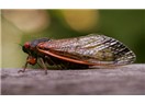 Ağustos böceklerinin ABD işgali