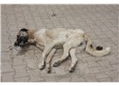 Mahmut Şevket Paşa’da köpek katliamı