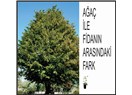 Fidan ile ağaç arasında fark var...