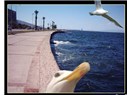 Bir İzmir