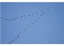 Yukarıdakiler