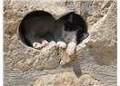 Duvarda kedi fosili