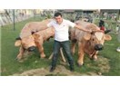 Kapasiteniz izin vermediği halde güçlü olmaya çalışmak ne kadar doğru?