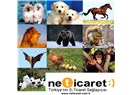 Hayvanlar Dünyası E-Ticaret Sitesi açsaydı ne olurdu ?