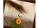 Haiku . 98  : pişmanlık