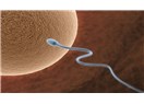 Tüp bebekte sperm tedavisi