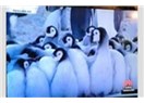Dev operasyonu hangi kanallar yayınladı? Penguen kanalları ne yaptı?