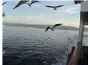 Zavallı martılar