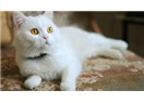 Taklalar : Bu kedi