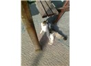 Kedi gözüyle: 1 (şiirler ) yan bakma