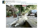 İleri Demokrasimize katkı yapan kediler...