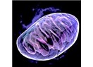 Mitokondrideki giz