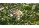 Biyomedikal bitkiler IV - Kapari (Capparis spinosa)