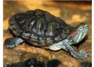 Belirtilerine göre kaplumbağa hastalıkları