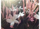 Biyomedikal bitkiler - XIII: Yasemin (Jasminum Grandiflora)