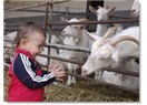 Keçi sütünün şaşırtan faydaları nelerdir?