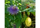 Biyomedikal bitkiler- XVIII; Çarkıfelek Çiçeği (Passiflora incarnata)