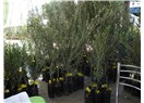 Didim 3. Uluslararası Zeytin Festivali...