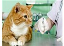 Kedilerde Aşı Takvimi