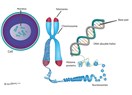 Ömrü belirleyen kromozom şapkaları - Telomore