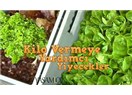 Sağlıklı kilo vermemize yardımcı olan yiyecekler…