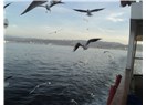 Süzme sözcükler 262 ( Haiku)