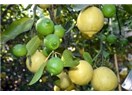 Beyaz limon ve özellikleri...