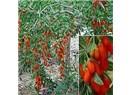 Ölümsüzlük bitkisi Goji Berry nedir?