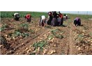Fiyatı son dört ayda yüzde 80 artan patatesin tarihçesi ve sağlığımıza katkıları...