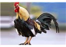Horozlar sabahları neden öterler?