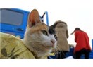 Süper kedi Temel'in maceraları-4  Temel İstanbul'a gidiyor...
