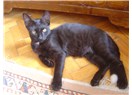 Karam; kedi kedi yaşamak güzel