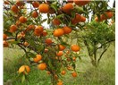 Bodrum'da mandalinalar yerde.