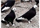 Beyaz güvercinler siyah